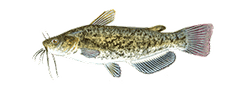 Brown Bullhead